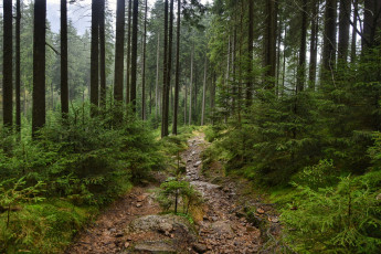 Картинка природа дороги простор