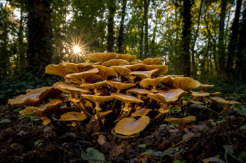 Картинка природа грибы простор