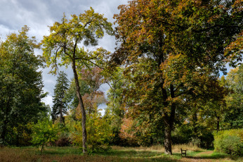 Картинка природа лес простор