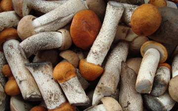 Картинка еда грибы +грибные+блюда