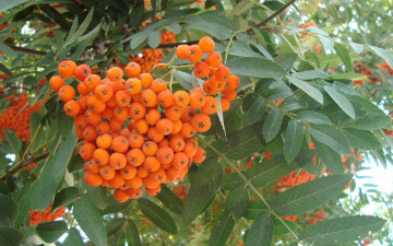 Картинка природа Ягоды +рябина рябина