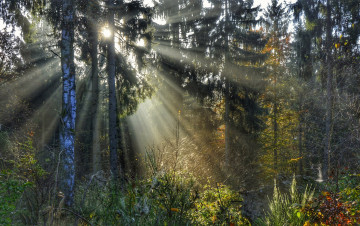 Картинка природа лес простор