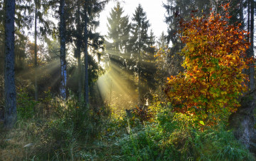 Картинка природа лес простор