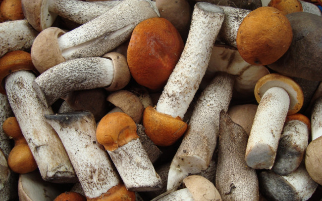 Обои картинки фото еда, грибы,  грибные блюда