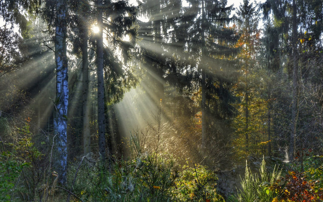 Обои картинки фото природа, лес, простор