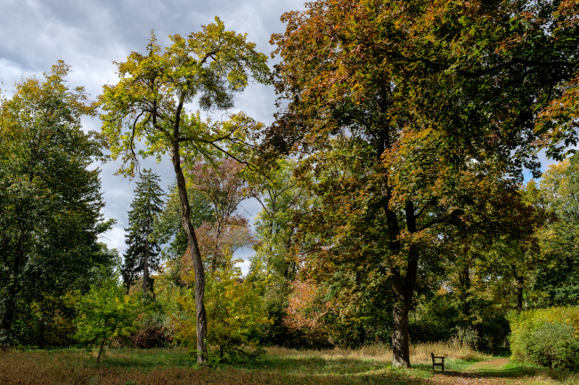 Обои картинки фото природа, лес, простор