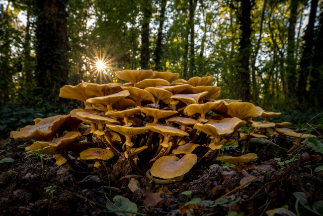 Обои картинки фото природа, грибы, простор