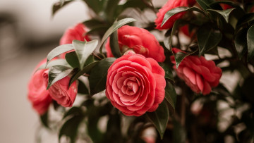 Картинка цветы камелии куст камелия розовая