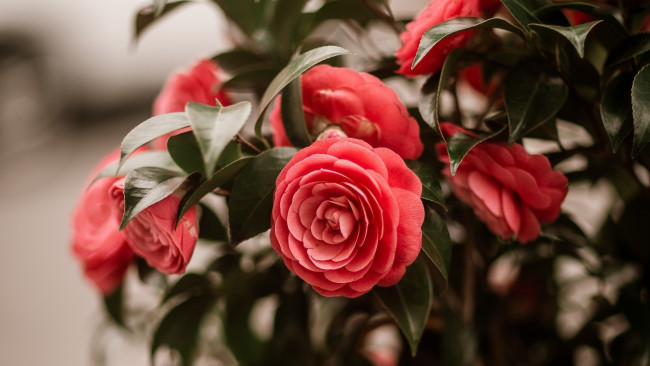 Обои картинки фото цветы, камелии, куст, камелия, розовая