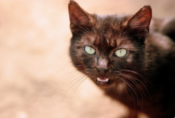 Картинка животные коты кот коричневый