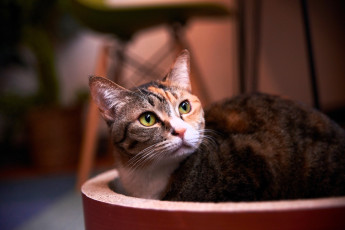 Картинка животные коты кот взгляд емкость