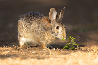 обоя животные, кролики,  зайцы, заяц