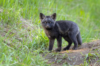 обоя животные, лисы, лиса