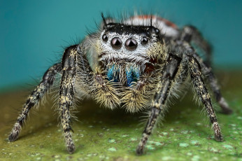 обоя животные, пауки, мохнатый