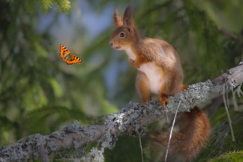 обоя животные, разные вместе, бабочка, белка