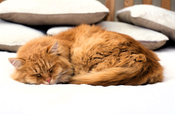 Картинка животные коты кот рыжий постель подушки
