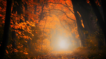 обоя природа, лес, деревья, осень, листья, свет