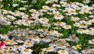 обоя цветы, ромашки