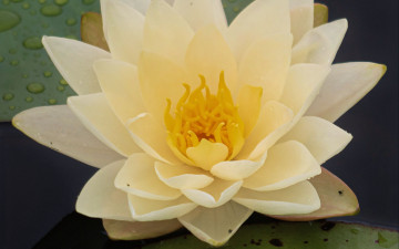 обоя цветы, лилии водяные,  нимфеи,  кувшинки, водяная, лилия, белая, макро