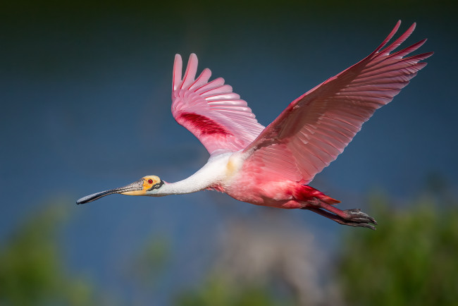 Обои картинки фото животные, птицы, птица