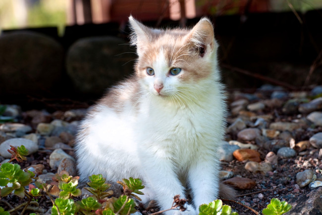 Обои картинки фото животные, коты, котенок, камни, растения