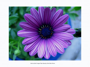 обоя цветы, диморфотеки