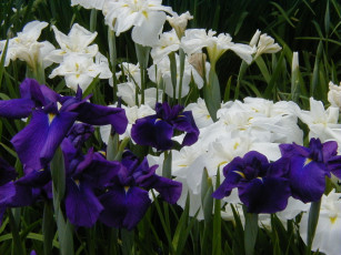 Картинка цветы ирисы