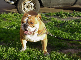 Картинка животные собаки