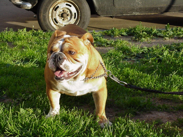 Обои картинки фото животные, собаки