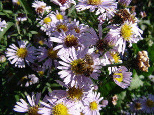 Картинка цветы астры