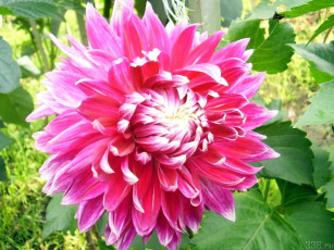 обоя цветы, георгины