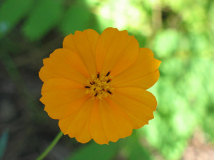 Картинка цветы космея