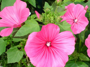 Картинка цветы лаватера