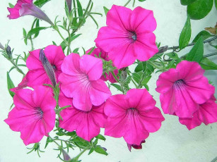 Картинка цветы петунии калибрахоа