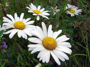 Картинка цветы ромашки