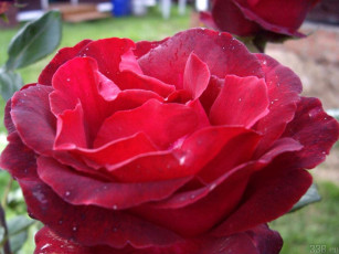 Картинка цветы розы