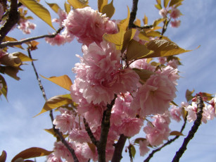 Картинка цветы сакура вишня