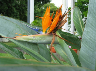 Картинка цветы стрелиция райская птица