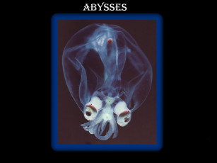 Картинка животные морская фауна