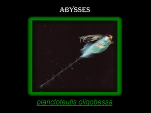 Картинка животные морская фауна