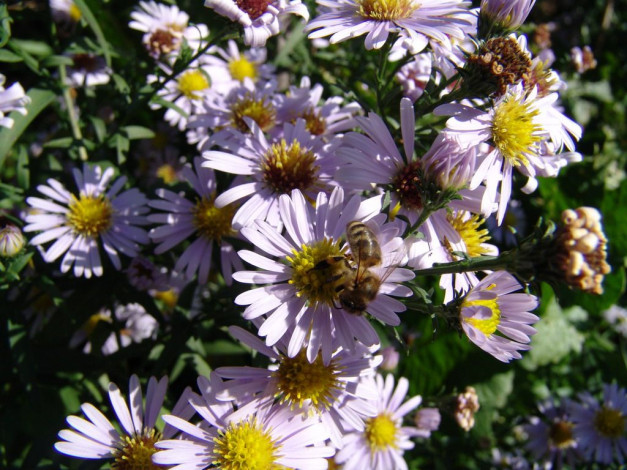 Обои картинки фото цветы, астры