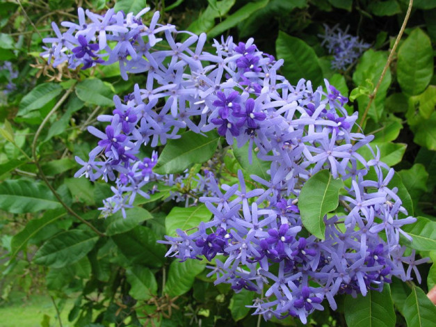 Обои картинки фото цветы, цветущие, деревья, кустарники