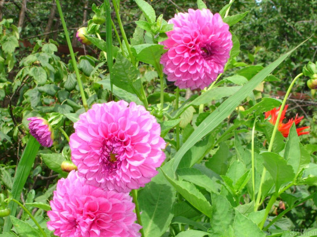 Обои картинки фото цветы, георгины