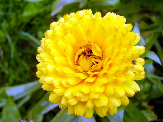 Обои картинки фото цветы, календула