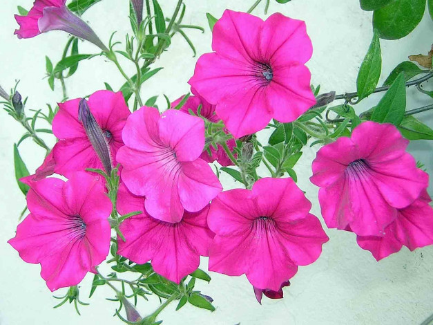 Обои картинки фото цветы, петунии, калибрахоа