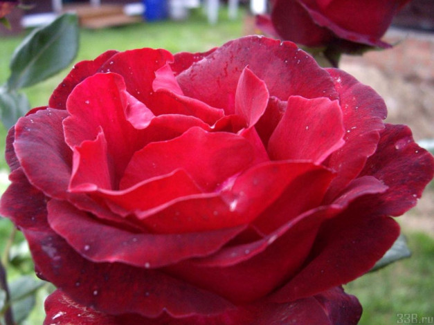 Обои картинки фото цветы, розы