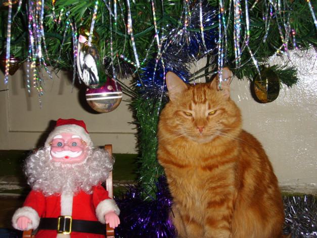 Обои картинки фото праздничные