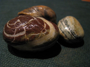 Картинка разное ракушки кораллы декоративные spa камни