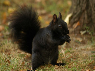 Картинка животные белки