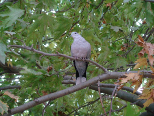 Картинка животные голуби